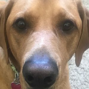 Meet your Posher, Carly